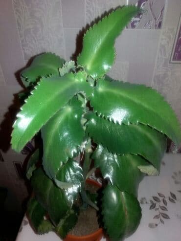 Каланхоэ Очищает воздух в помещении at lalafo.kg Каланхоэ Очищает воздух в помещении