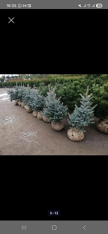 кресло ош: Көчөттөр дарактардын: Туялар, Акылуу жеткирүү — 2