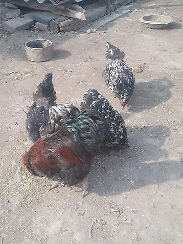 продаю кур: Продаю | Куры | Для разведения — 3