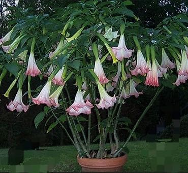 бругмансия: Платная доставка — 2