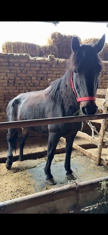 продаю доберман: Продаю | Кобыла (самка) | На забой | Племенные — 3