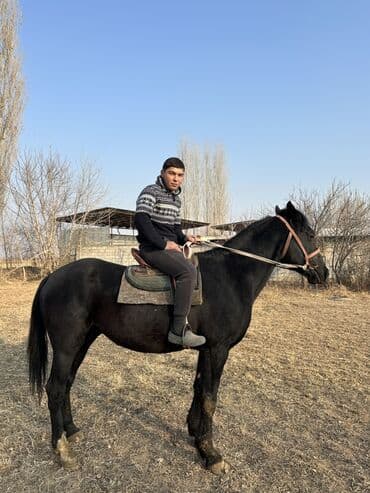 дог собака: Продаю | Жеребец | Рабочий — 2