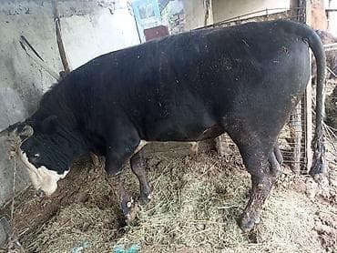 коровы алатау: Продаю | Бык (самец) | На откорм | Привязанные — 4