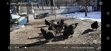 d cat: Продаю | Куры | Для разведения — 2