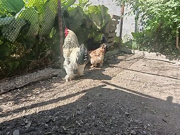 отдам даром попугая бишкек: 1короз 2тоок сатам — 3