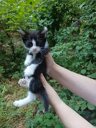 манчкин коты: Котята ищут дом! Маленькие смышленные, ласковые котятки Возраст 1 — 3