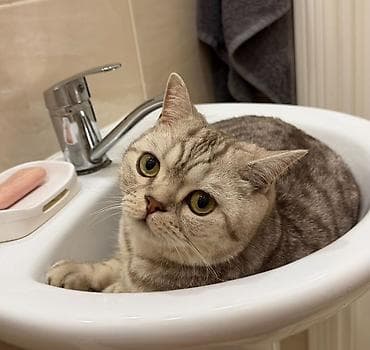 кошка крысолов: Британская короткошёрстная, 2 года, Мальчик, Приучена к лотку — 4
