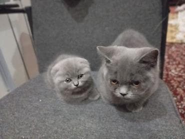 коротколапые котята: Шотландский вислоухий котёнок 4 месяцев (Scottish Fold), окрас голубой — 5