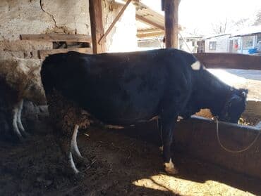 сколько длится беременность коровы: Продаю | Корова (самка) | Симментальская | Для разведения | Стельные — 2