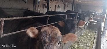 торпок телка: Продаю | Бык (самец) | Полукровка | На откорм | Привязанные — 5