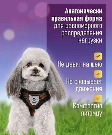 поводок для собак: Продаю шлейка для собак или кошек + поводок В идеальном состоянии - — 4