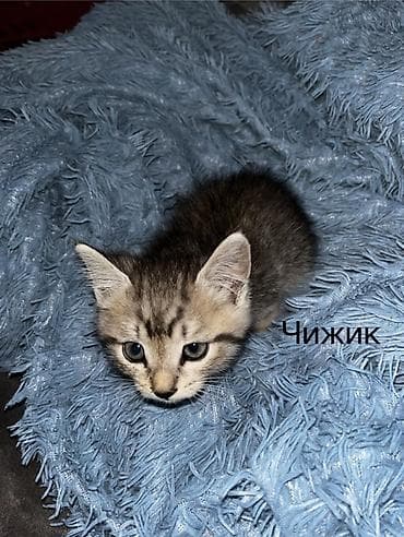 чижил: Котята домашние, окрас классический табби в разных вариантах. На фото — 3