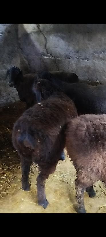брама кохинхин цыплята: Продаю | Овца (самка) | Для разведения | Ярка — 3
