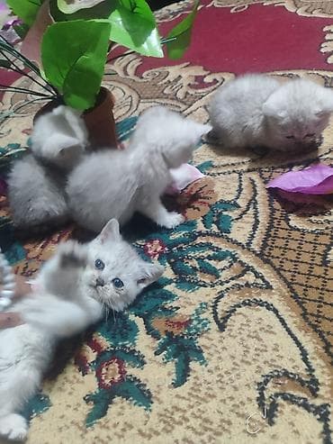 кошки сфинкс: Скотиш Страйт (Шотландская прямоухая), 2 месяца, Девочка, Серебристая шиншилла, Приучена к лотку — 7
