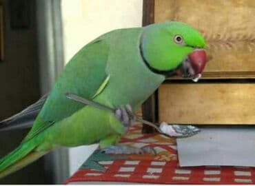 корм для птенцов волнистых попугаев: Волнистые попугайчики хорошо учатся говорить и приручаются к рукам. А — 12