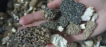 Азык-түлүктөр: Сушёные сморчки (морели) - Натуральные дикорастущие грибы, аккуратно — 2