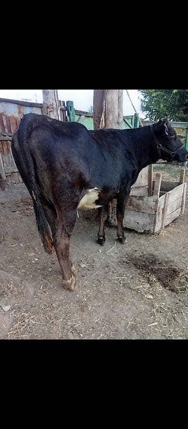 коза ош: Продаю | Корова (самка) | Для молока | Привязанные — 3