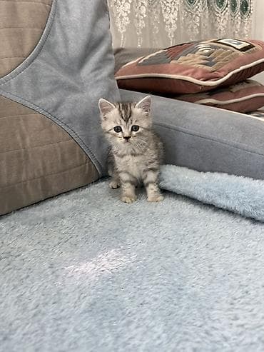 кошка шотландская цена: Скотиш Фолд (Шотландская вислоухая), 1 месяц, Девочка, Приучена к лотку — 7