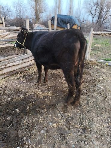 Башка жаныбарлар: Сатам | Уй (ургаачы) | Аргын | Сүт алуу үчүн | Музоологондон кийин — 4