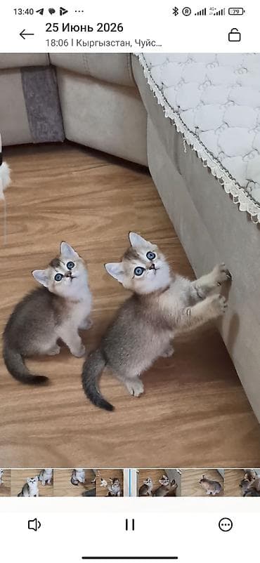 где можно купить кошку: Скотиш Страйт (Шотландская прямоухая), 1 месяц, Девочка, Золотая шиншилла, Приучена к лотку — 1