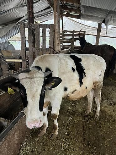 купить британскую кошку: Продаю | Жеребец | Для разведения — 7