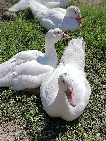 комбикорм для кур несушек: Мускусные индоутки только селезни(самцы)ПЛЕМЕННЫЕ, количество 7 штук — 3