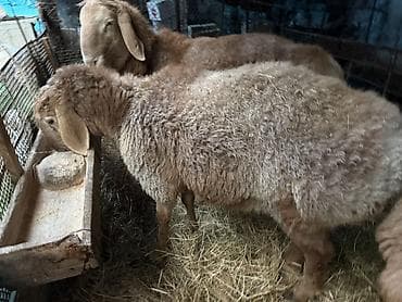 лиман браун: Продаю | Баран (самец) | Для разведения | Осеменитель — 7