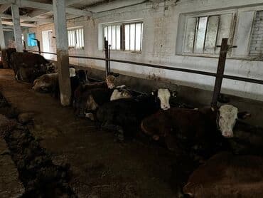 номер некст такси кара балта: Продаю | Бык (самец) | Аулиекольская, Ангус, Герефорд | Для разведения — 2