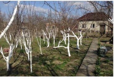 Осенняя обрезка плодовых деревьев обработка от вредителей грибковых