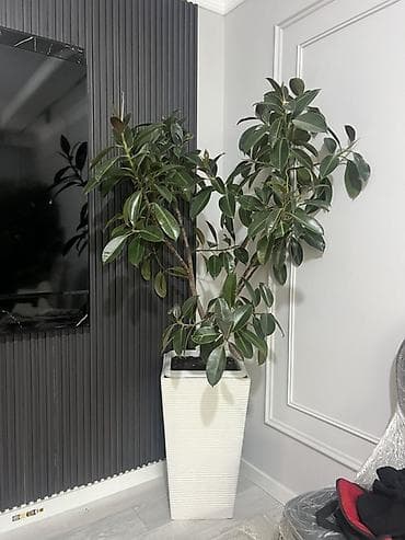 Адаптированные огромные растения 🪴 Отличный выбор для озеленения дома