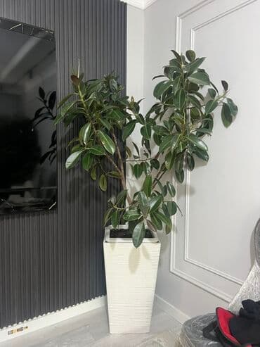 купить комнатные цветы в бишкеке: Комнатные декоративные растения в кашпо 1) Толстянка (Crassula ovata — 42