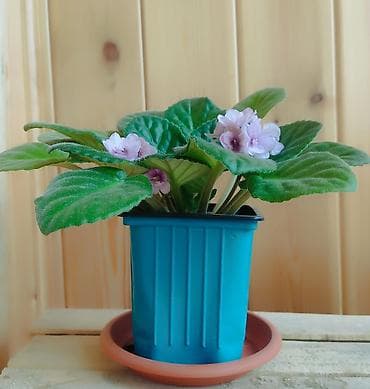 нужны: Продаю фиалки 8 штук. Растения молодые, не капризные. Любят восточные — 4