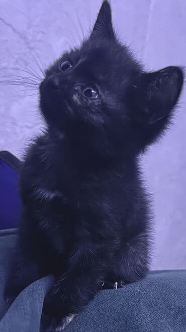 продаю в связи переездом: Отдам в добрые руки К лотку приручена, кушает отлично Все уколы — 1