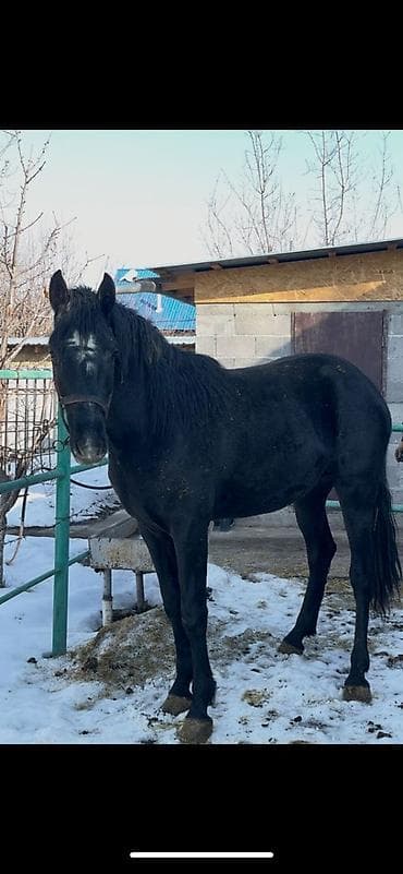 Собаки: Продаю | Жеребец | Рабочий — 4