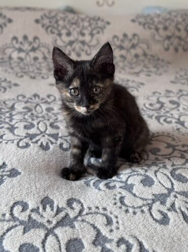 срочно продаю в связи с переездом: Очаровательные котята ждут своих новых хозяев! Им всего два с — 3