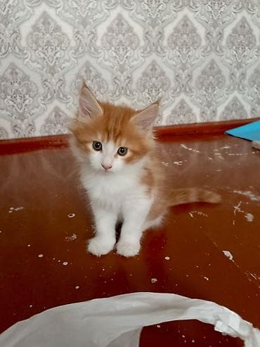 Котята домашние, родились 19.06.2026. отец чистокровный Мейкун. Мать