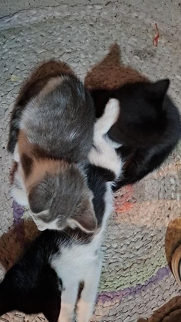 scottish fold: Кошка даром: Беспородная, 2 месяца, Девочка, Приучена к лотку — 6