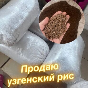 Узгенский рис - Сорт: узгенский (киргизский ароматный рис