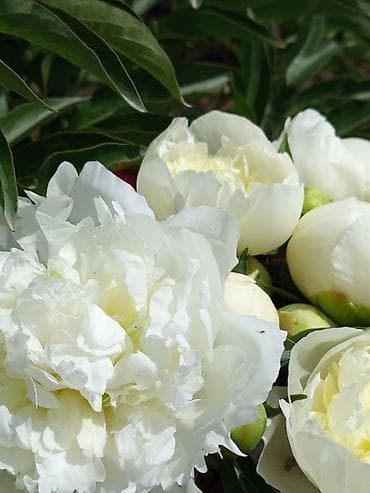 под цветники для комнаты: Пионы оптом и в розницу!🌿 🌿 Сорта и окраски: 🌿"Дюшес де Немур " - — 1