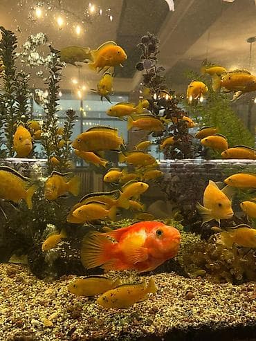 попуга: Аквариумные рыбы — яркие цихлиды (Malawi/Мбуна) и попугай-парарот — 8