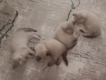 Сиамская, 2 месяца, Девочка, Приучена к лотку