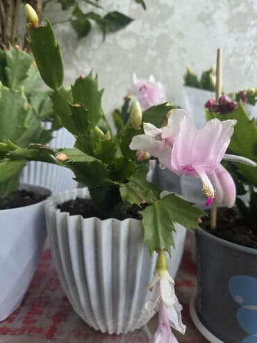 Декабристы: Декабрист (Schlumbergera) — комнатный кактус с плоскими членистыми — 2