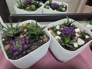 комнатные растение: Мини-композиция из суккулентов в кашпо. Состав: - Хавортии (несколько — 8