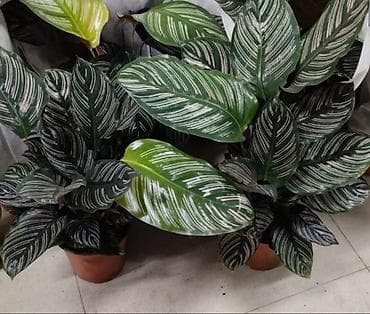 Продается Калатея (сорт White Star/White Fusion) в горшке. -