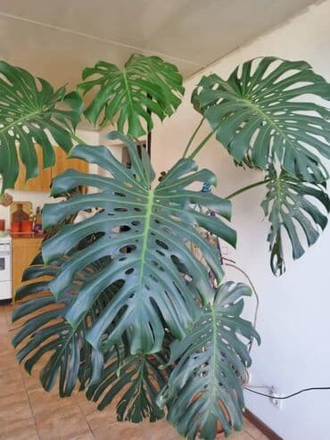 неделю: Монстера, высота примерно 2,5 метра находится в Сокулукском районе — 4