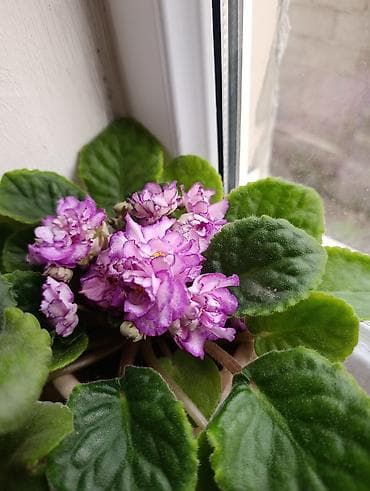 сансевиерия бишкек: Комнатные растения в горшках: 1) Сансевиерия (Sansevieria — 4