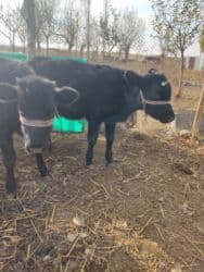 домик для кошки многоуровневый: Сатам | Кунаажын | Көбөйтүү үчүн — 7