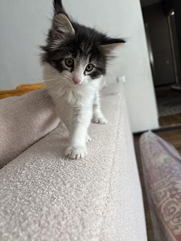 американский булли купить: Кошка даром: Экзотическая, 2 месяца, Мальчик, Метис — 3