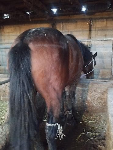 Продаю | Жеребец | На забой