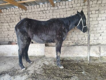 сколько стоит кошка в бишкеке: Продаю | Жеребенок | Дончак, Полукровка | Для разведения, Конный спорт — 3